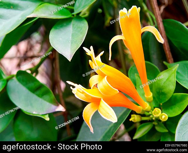 Flame Vine with Orange Trumpet Flowers Growing in Clusters in Tavira