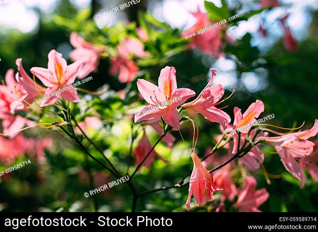 Blooming Pink Flowers of Rhododendron japonicum In Spring Garden