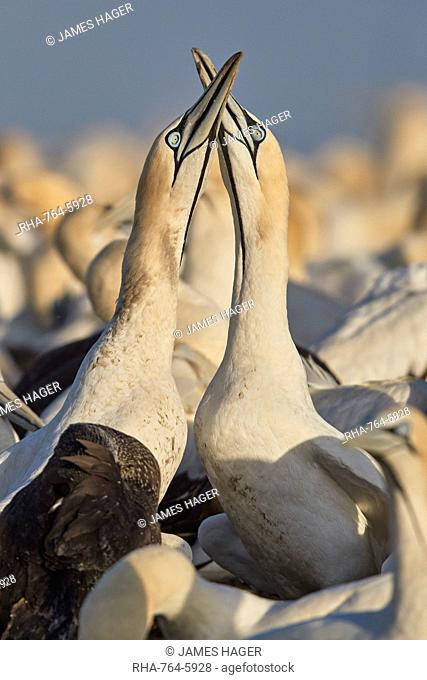 Cape Gannet (Morus capensis) pair necking as part of courtship, Bird Island, Lambert's Bay, South Africa, Africa