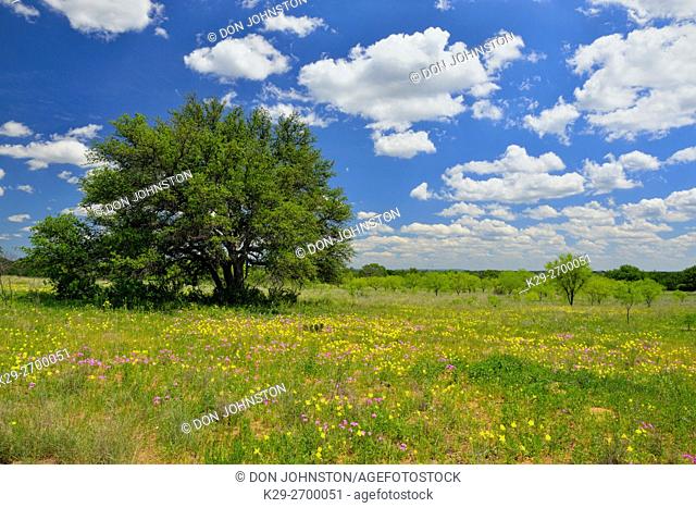 Wildflowers- wild phlox and evening primrose along County Road 104 , Castell, Mason County, Texas, USA