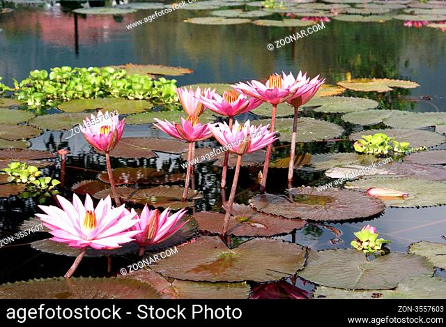 Pink lotuses on the surface of the pond