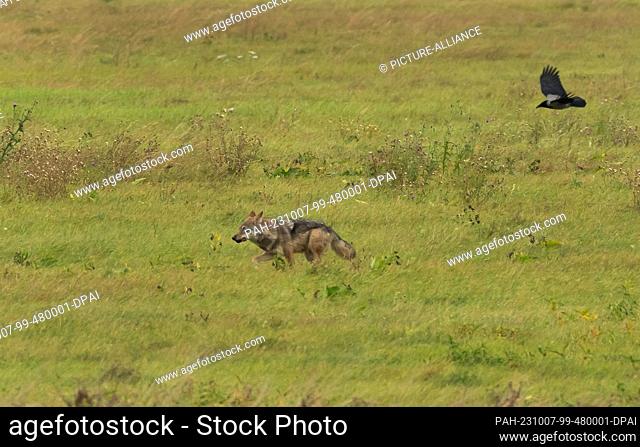 07 October 2023, Saxony-Anhalt, Bad Schmiedeberg: 07.10.2023, Bad Schmiedeberg. A free-living adult wolf (Canis lupus) runs in broad daylight across a meadow...
