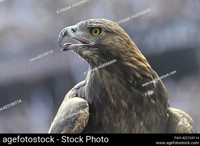 Mascot golden eagle Attila. Football 1st Bundesliga season 2023/2024, 1st matchday, matchday01 Eintracht Frankfurt - Darmstadt 98 1-0 on August 20th, 2023