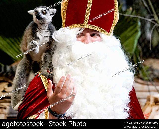03 December 2021, Hamburg: A Hagenbeck Zoo employee dressed as Santa Claus feeds calicoes (Lemur catta) in their enclosure. Photo: Axel Heimken/dpa
