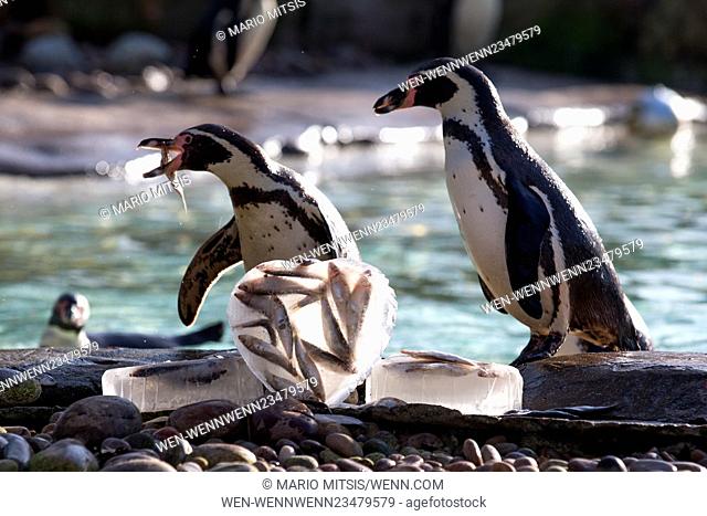 London Zoo’s colony of Humboldt penguins start to pick their nest-mates, nest-mates, their zookeepers gave them a Valentine’s-themed treat of their favourite...