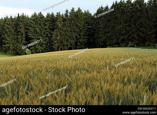 Getreidefeld, Cornfield, Grain field