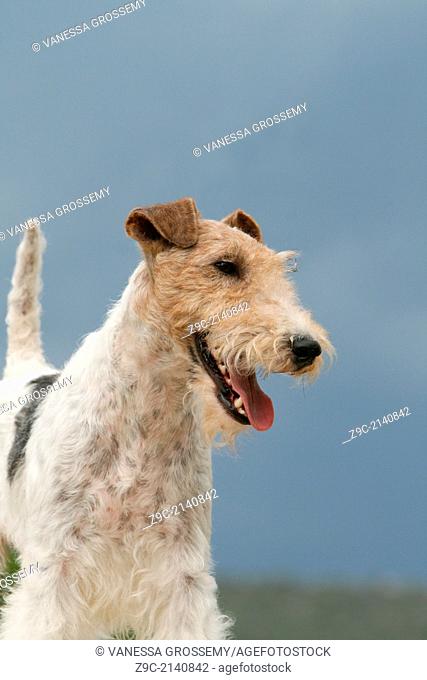Dog Wire Fox Terrier / adult portrait