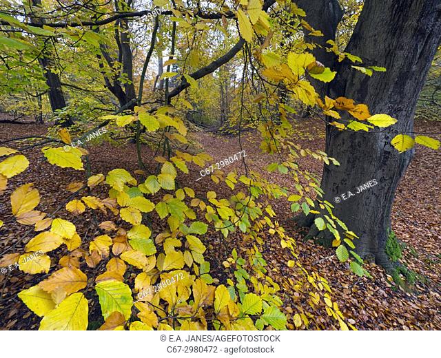 Beech trees Fagus sylvatica and autumn leaves Felbrigg Great Wood Norfolk UK Early November