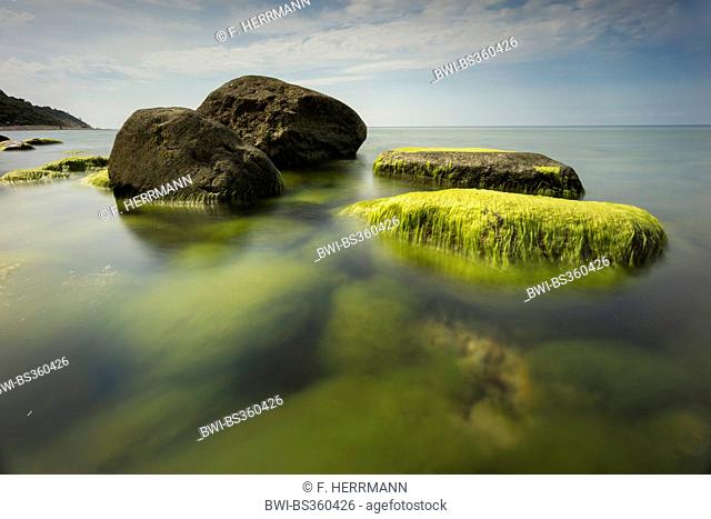 stones covered with algae in the Baltic Sea, Germany, Mecklenburg-Western Pomerania, Baltic Sea, Hiddensee