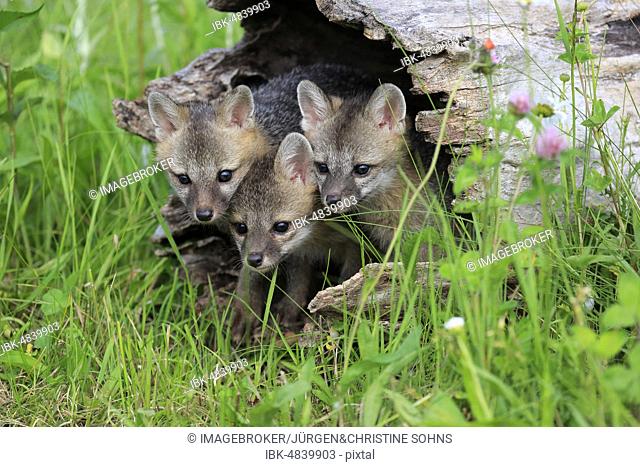 Gray foxes (Urocyon cinereoargenteus), three young animals looking curiously from a hollowed tree trunk in a flower meadow, Pine County, Minnesota, USA