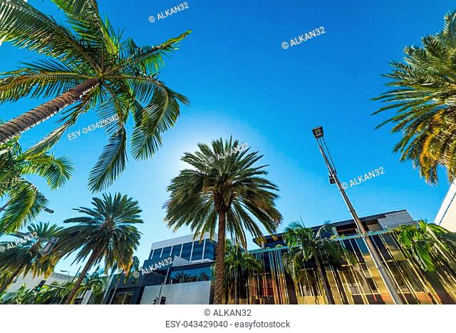 Palm trees in Beverly Hills, California