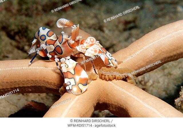 Harlequin shrimp feeding on a starfish, Hymenoceara elegans, Indian Ocean Ari Atol, Maldives Island