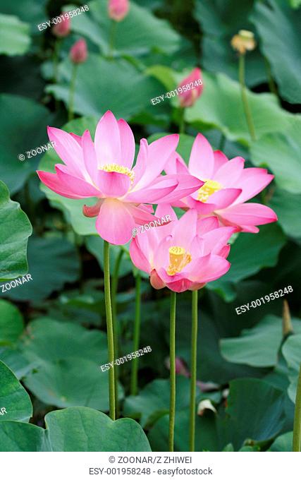 pink lotus blooming