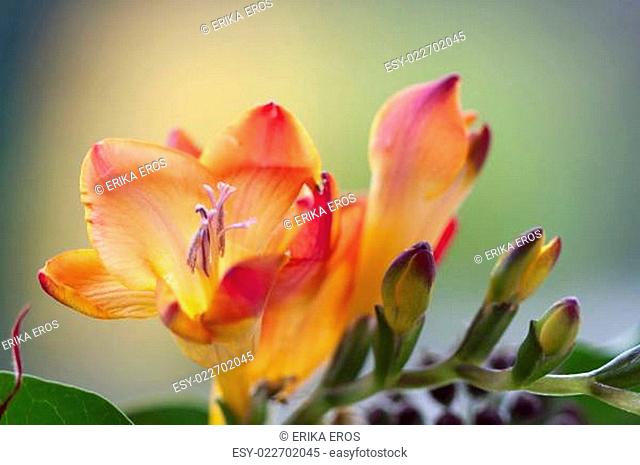 Colorful fresia flowers