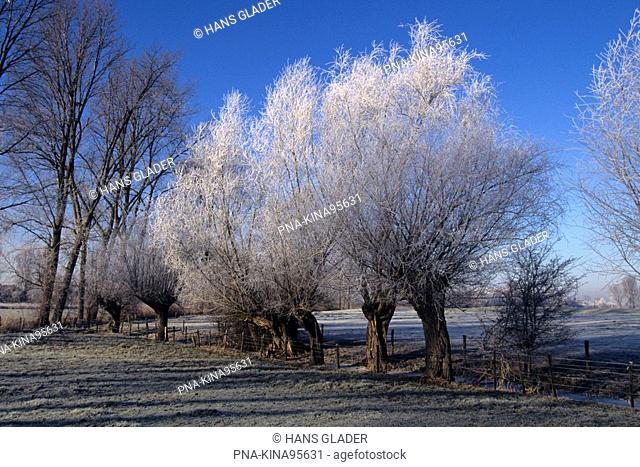 Willow, Pollard-willow Salix alba - Lower Rhine, North Rhine-Westphalia, Germany, Europe