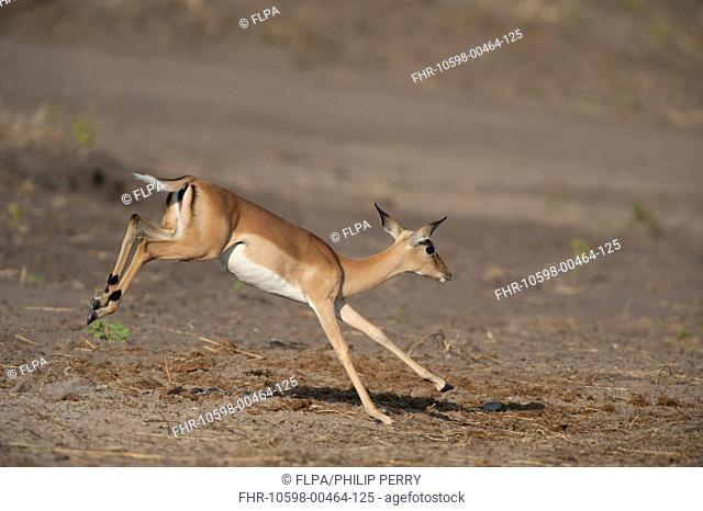 Impala (Aepyceros melampus) adult female, running, Chobe River, Chobe N.P., Botswana, June