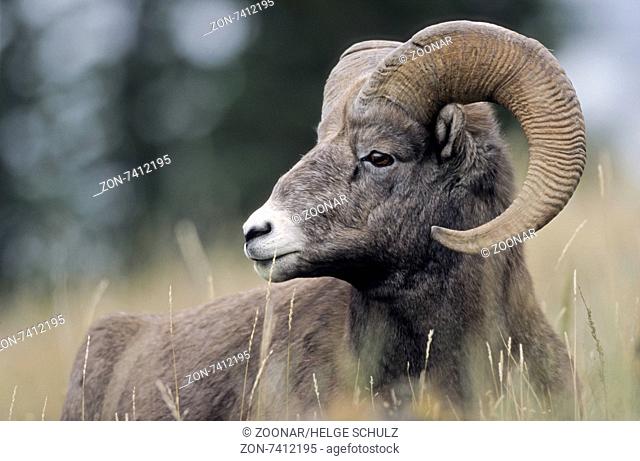 Portrait of a Bighorn Sheep ram