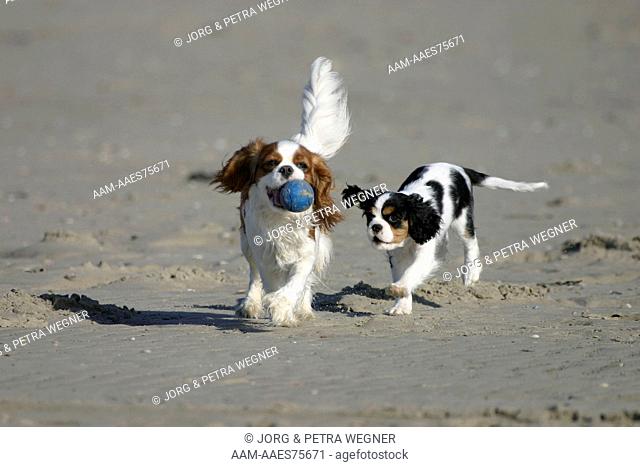 Cavalier King Charles Spaniel with puppy, 10 weeks old, Blenheim and tricolour