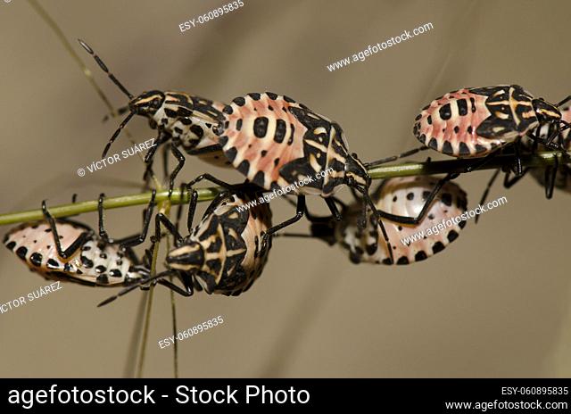 Nymphs of shield bug Euryderma ornata. Cruz de Pajonales. Integral Natural Reserve of Inagua. Tejeda. Gran Canaria. Canary Islands. Spain