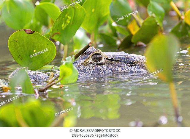 Brazil, Mato Grosso, Pantanal area, Spectacled caiman Caiman crocodilus