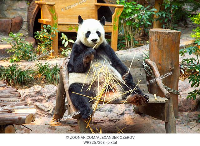 Giant panda bear eating bamboo in Chiang Mai Zoo, Thailand