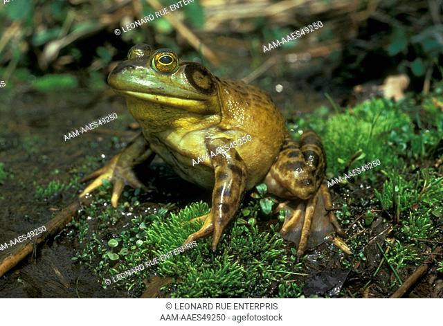 Male Bullfrog (Rana catesbeiana)
