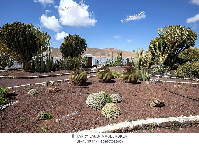 Cacti (Cactaceae) and candelabra trees (Euphorbia candelabrum), cactus garden of the Museo del Queso, Antigua, Fuerteventura, Canary Islands, Spain