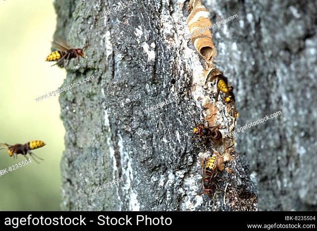 Hornisse (Vespa crabro), Hornissenvolk am Nest in altem Baum, Brandenburg, Deutschland