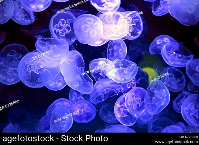 Common jellyfishes (Aurelia aurita) in the Ozeaneum, Hanseatic City of Stralsund, Mecklenburg-Vorpommern, Germany, Europe