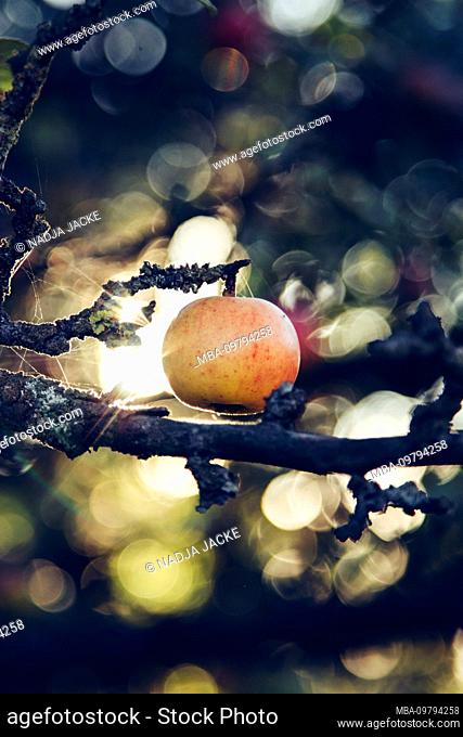 Ripe apple on tree, close-up
