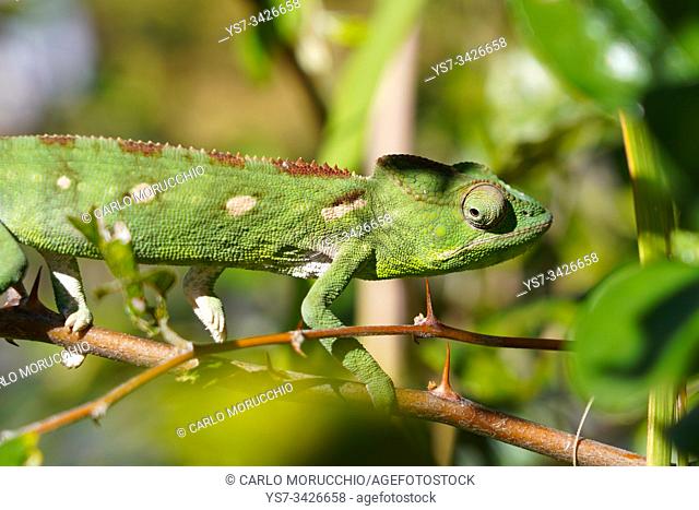 Common chameleon on a branch, Antsirabe, Central Madagascar