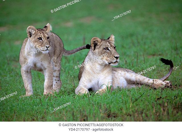 African Lion (Panthera leo) - Youngs, in rainy season, Kgalagadi Transfrontier Park, Kalahari desert, South Africa