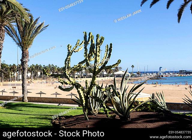 Pachycereus cactus on Fuerteventura, Canary Islands, Spain