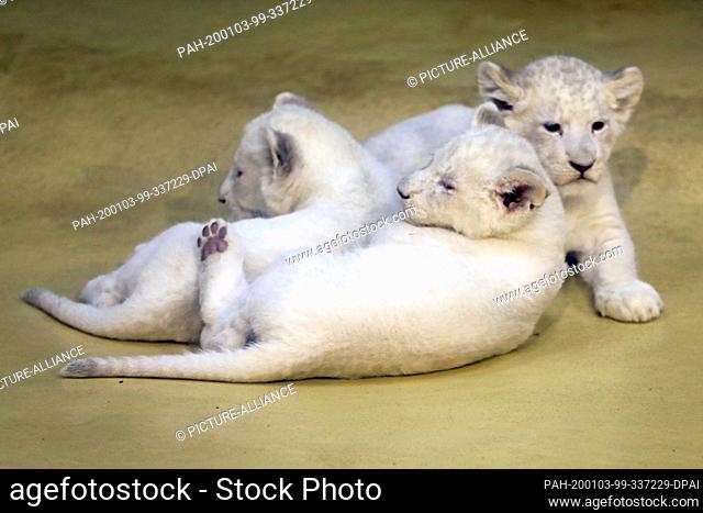 03 January 2020, Saxony-Anhalt, Magdeburg: Three white baby lions play in the zoo in Magdeburg. The lioness ""Kiara"" had already given birth to the three...