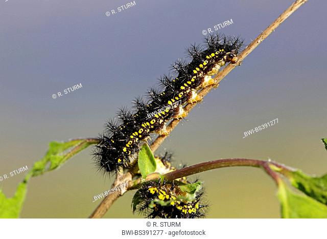 scarce fritillary (Hypodryas maturna, Euphydryas maturna), adult caterpillar on the host plant honeysuckle, Lonicera xylosteum, Germany, Bavaria
