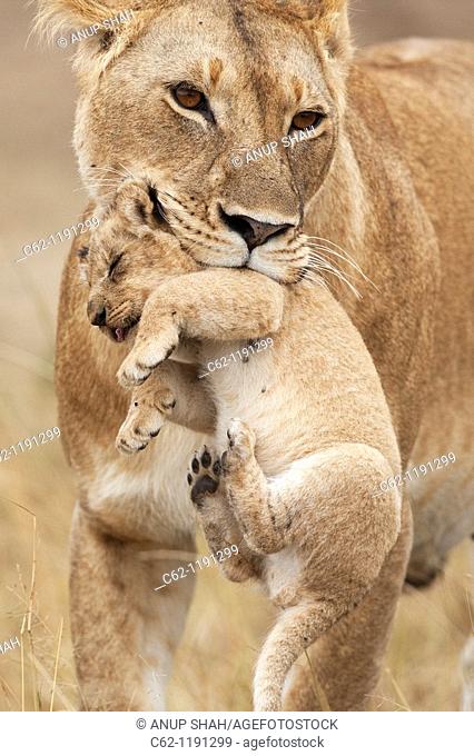 Lioness (Panthera leo) carrying her cub aged 2-3 months, Maasai Mara National Reserve, Kenya