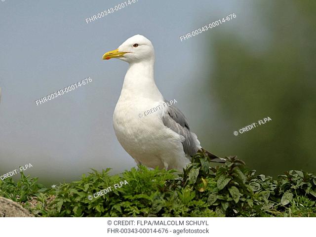Caspian Gull (Larus cachinnans) adult, breeding plumage, standing amongst vegetation, Danube Delta, Tulcea, Romania, May