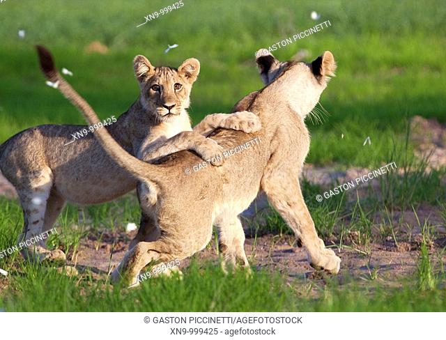 African lion Panthera leo - Cubs, playing  Rainy season, Kgalagadi Transfrontier Park, Kalahari desert, South Africa