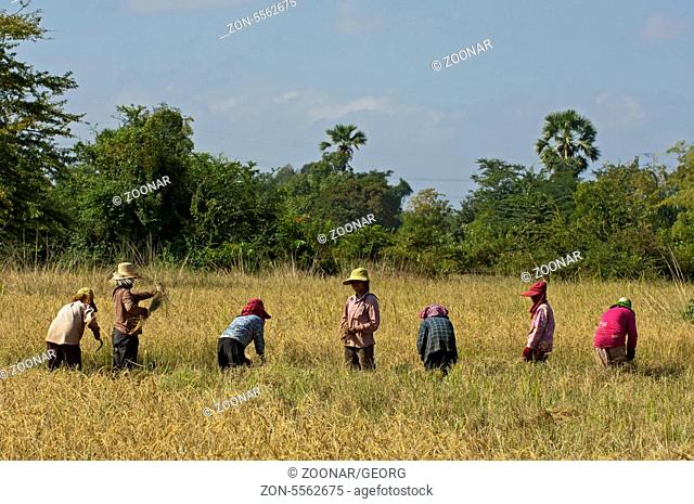 Gruppe von Landarbeiterinnen beim Ernten von Reis, Battambang, Kambodscha / Group of female workers harvesting rice, Battambang, Cambodia