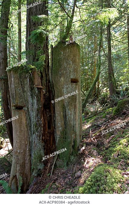 Old time springboard slots in logged stumps,  Sunshine Coast, British Columbia, Canada