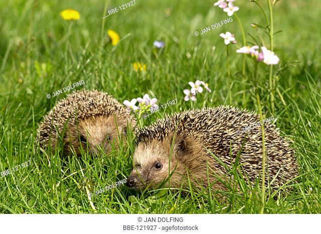 couple hedgehogs on the meadow with spring flowers