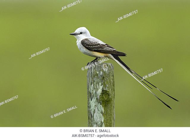 Adult male Scissor-tailed Flycatcher (Tyrannus forficatus) perched on a wooden pole in Galveston Co., Texas, USA