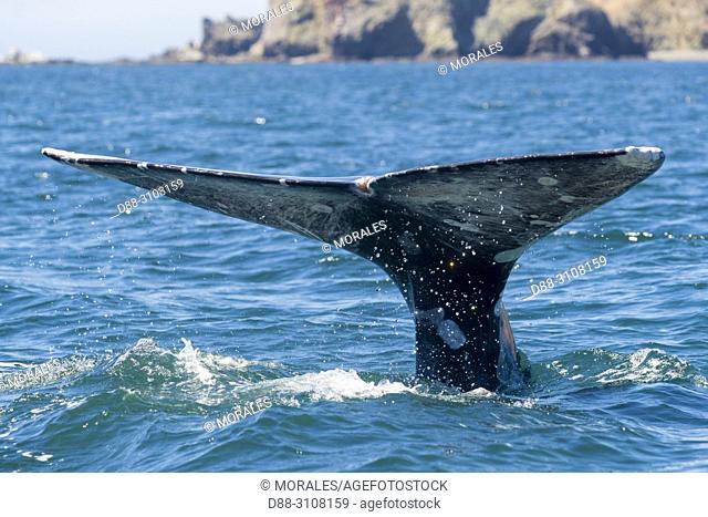 Central America, Mexico, Baja California Sur, Puerto San Carlos, Magdalena Bay (Madelaine Bay), Gray Whale (Eschrichtius robustus)