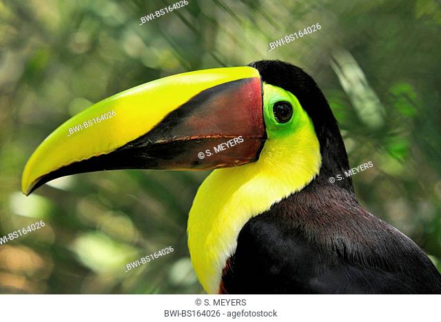 chestnut-mandibled toucan (Ramphastos swainsonii), portrait, Costa Rica