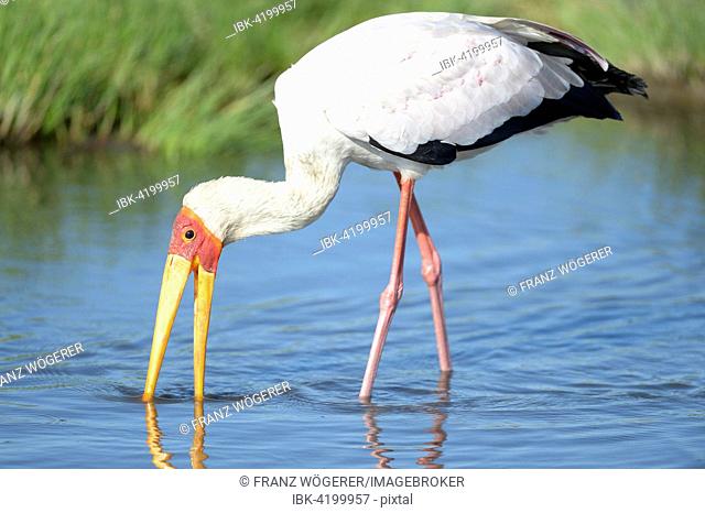 Yellow-billed stork (Mycteria ibis), foraging with an open beak, South Luangwa National Park, Zambia