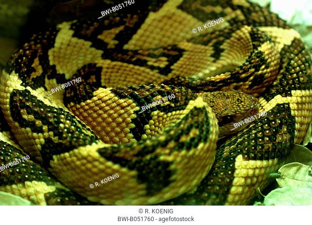 Bushmaster snake (Lachesis mutus, Lachesis muta, Lachesis muta muta), portrait