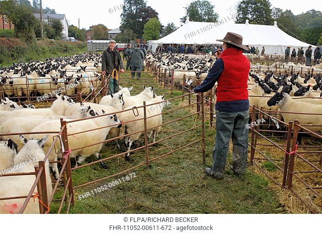 Domestic Sheep, Speckle-faced Beulah ewes, flock being sorted by market workers, at breeding sheep fair, Llanidloes, Powys, Wales, october