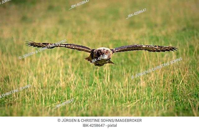 Eurasian eagle-owl (Bubo bubo) adult, flying over meadow, Pelm, Kasselburg, Eifel, Germany