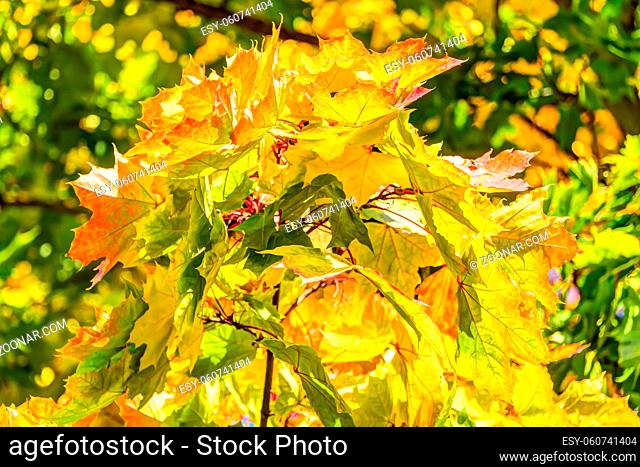 Colorful leafes in an autumn forest scenery