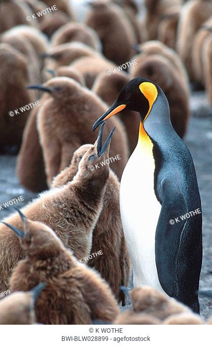 king penguin Aptenodytes patagonicus, parent feeding young, Antarctica, Suedgeorgien